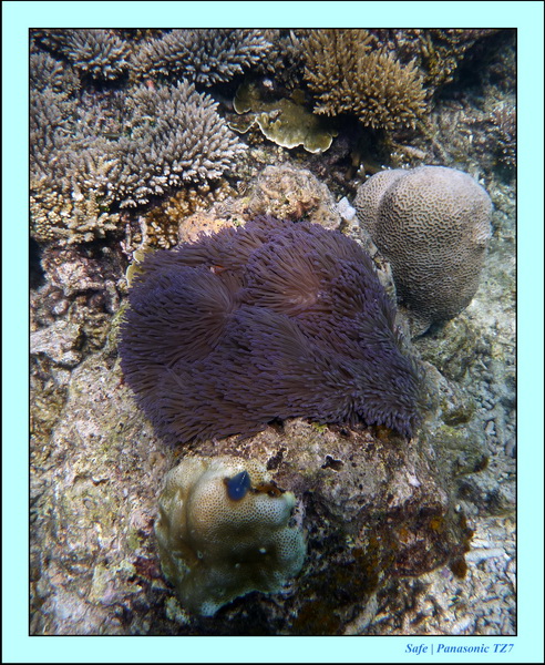 2009   07   Perhentians 007